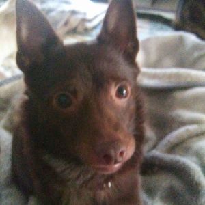 Meet your Posher, Dee